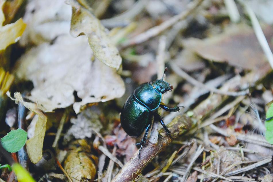 Nature Beetle Bug
