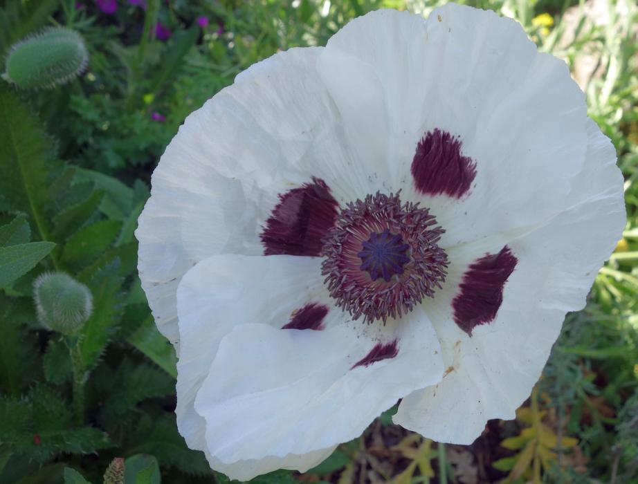 Poppy Turkish Riesenmohn