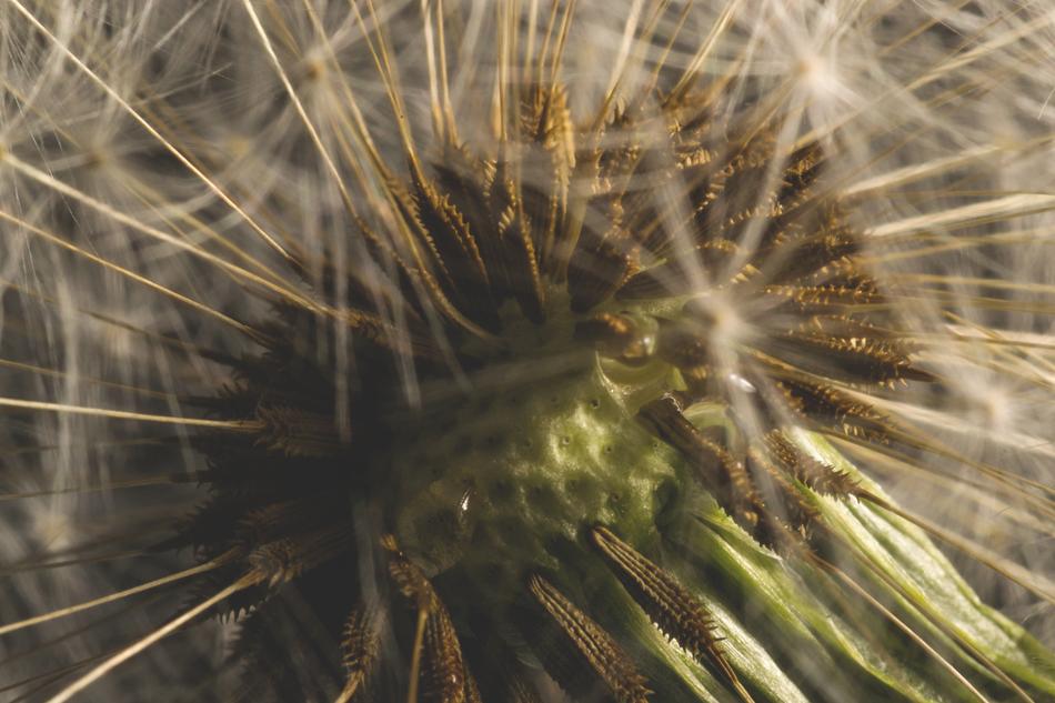 Nature Blow Close Up