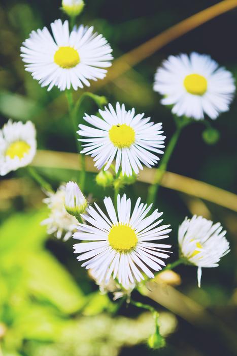 Nature Daisies Daisy