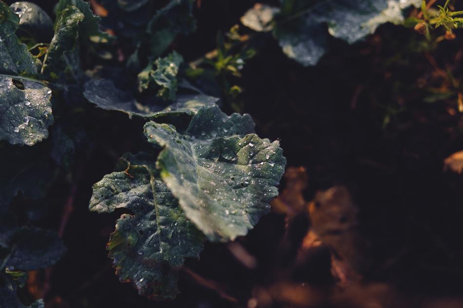 Nature Dew Droplet