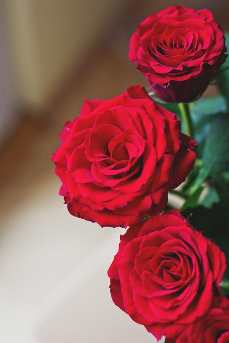 Nature Flowers Red