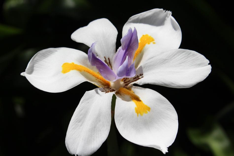 a gorgeous white flower
