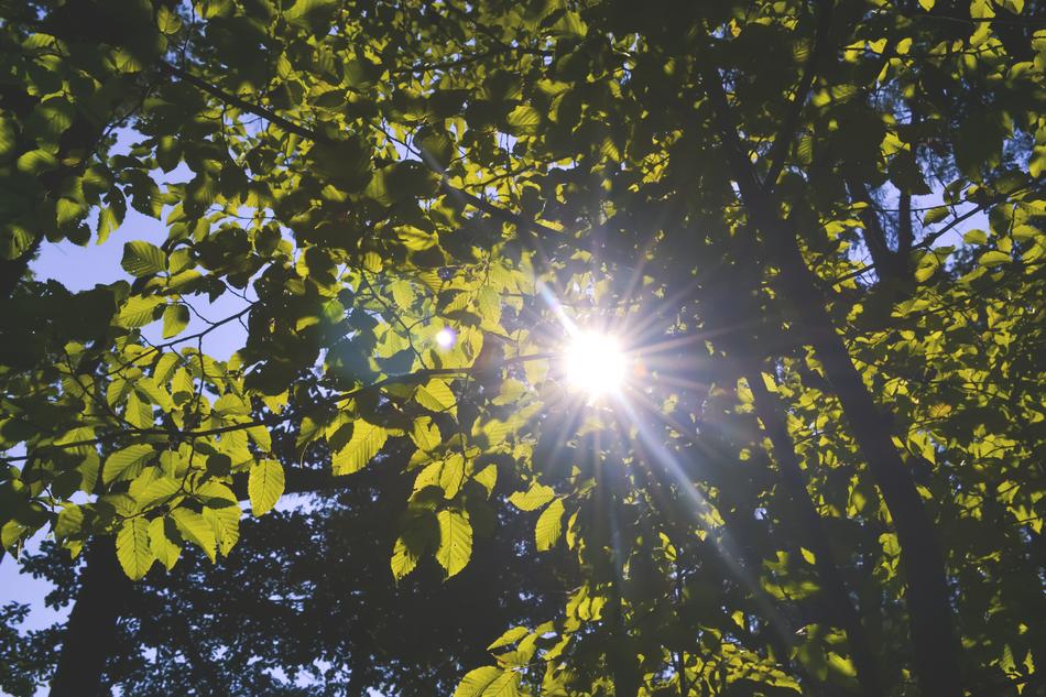 Nature Forest Green