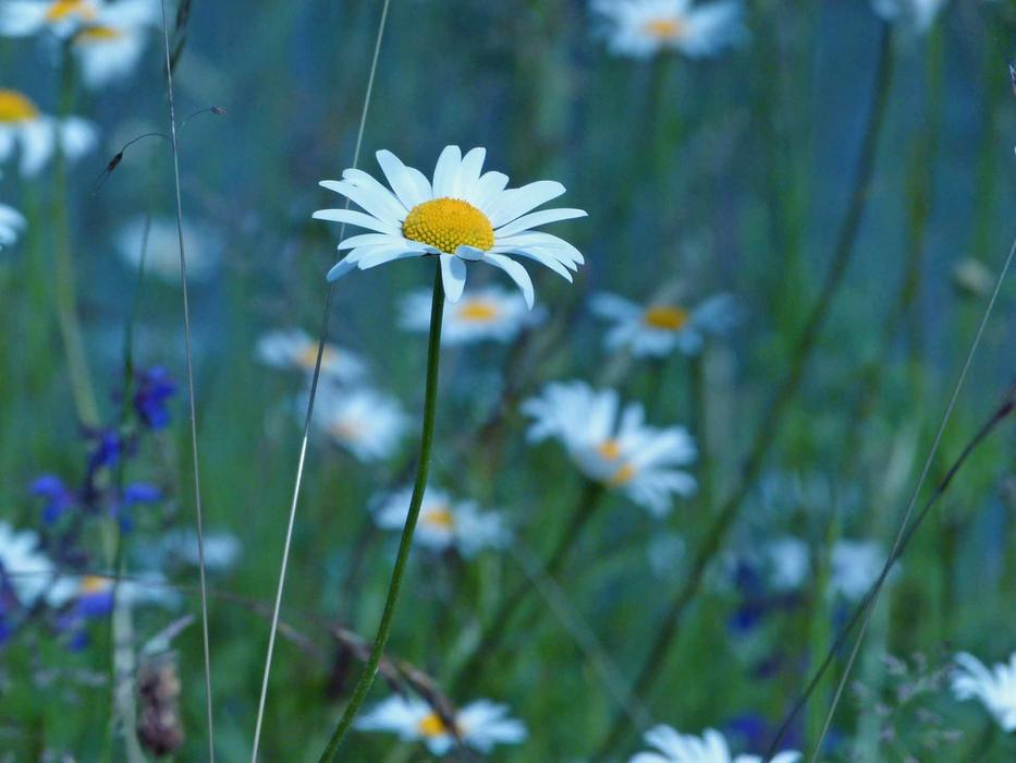 Nature Flower Plant
