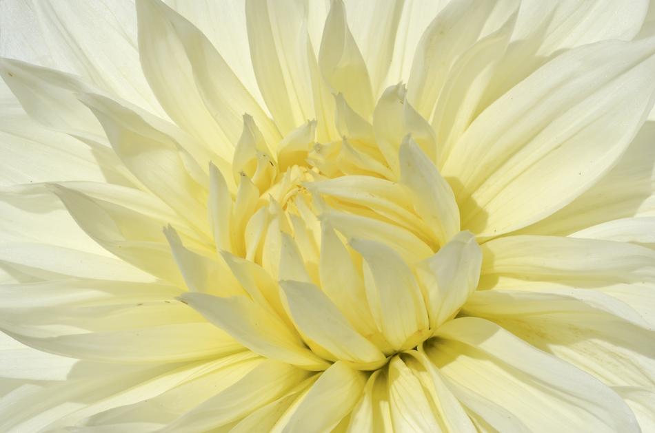 Flower Nature Flora