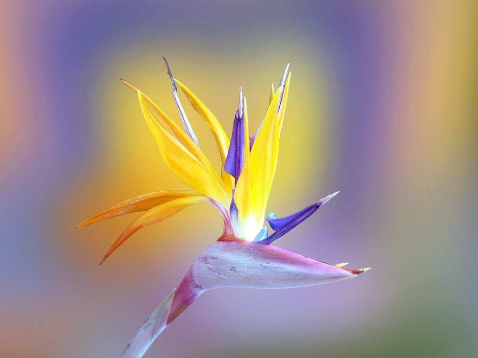 Nature Bright