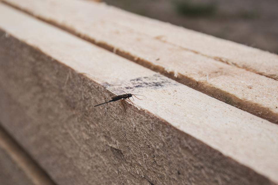 Nature Board Boards