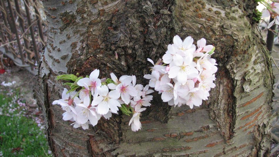 Flower Nature Tree