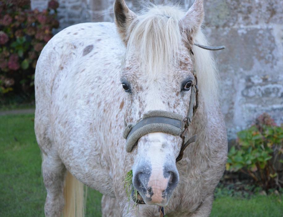Horse Head Face Horseback Riding