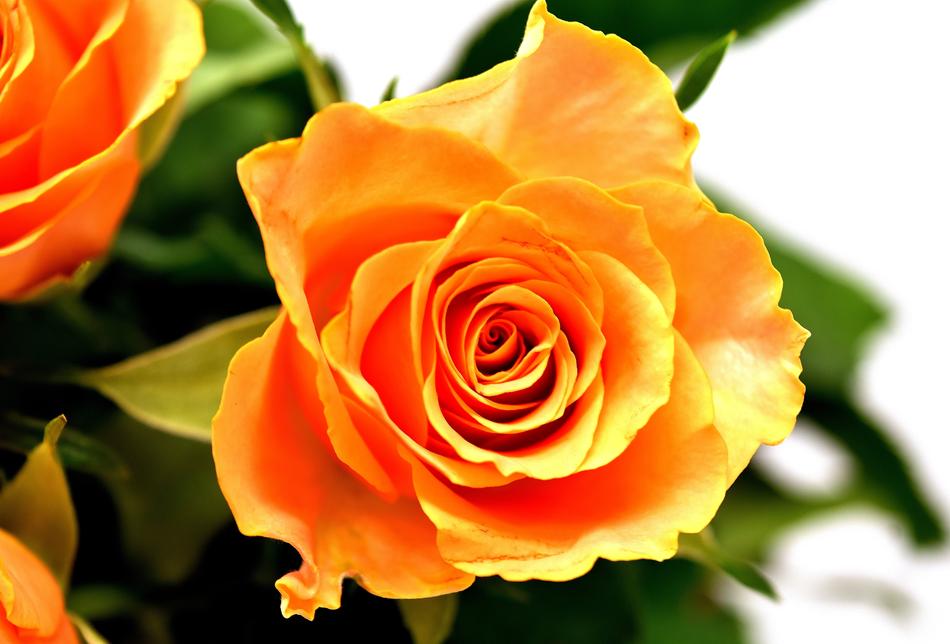 Roses Flowers Blossom