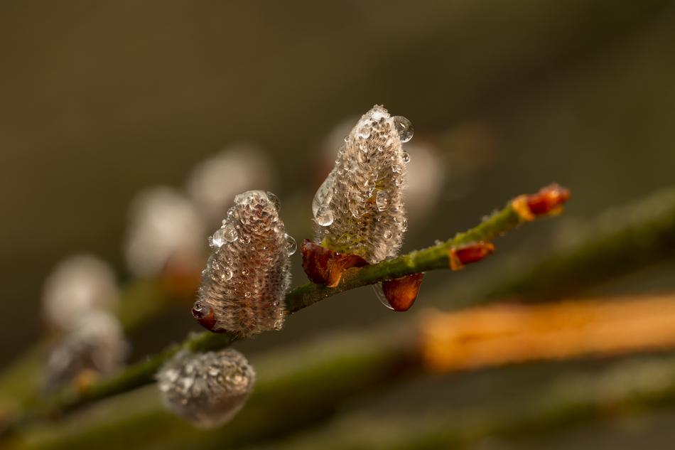 Pasture Willow Flower