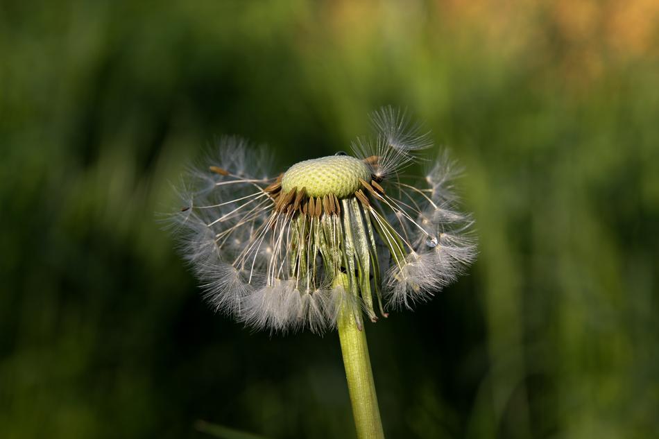 Nature Grass
