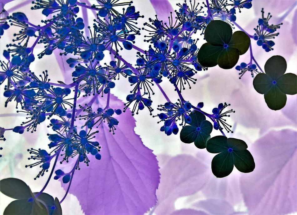 Blossom Bloom Floral Design