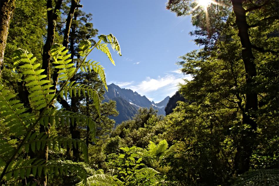 Mountains Mountain Forest