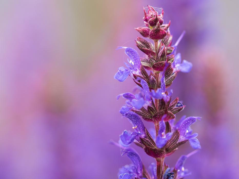 Flower Garden Blossom
