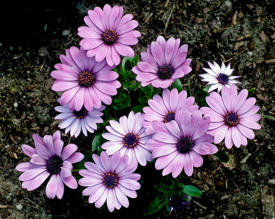 Flower Plant Nature