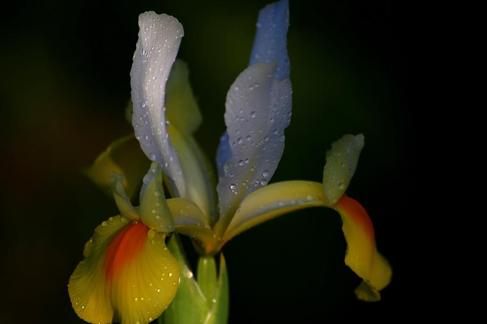 Flower No One Nature
