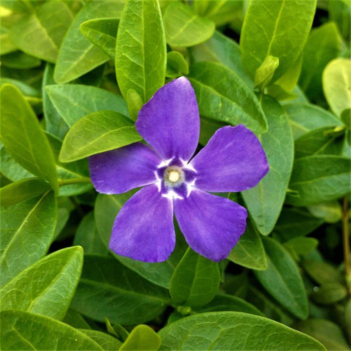 Garden Plant Nature