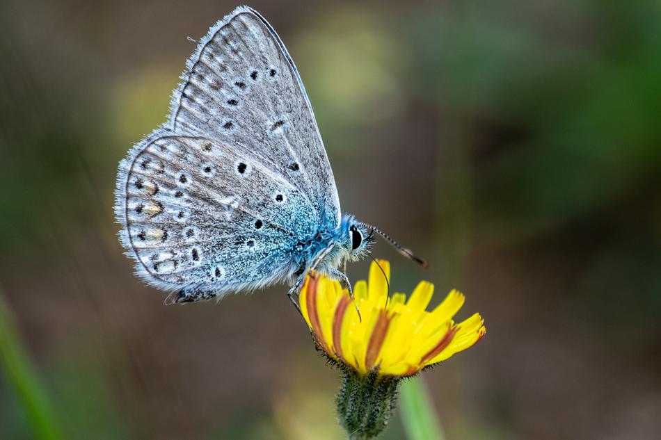 Butterfly Blossom Bloom