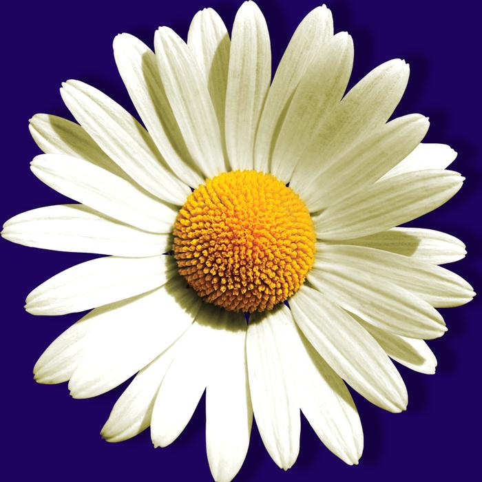 Flower Petal Nature
