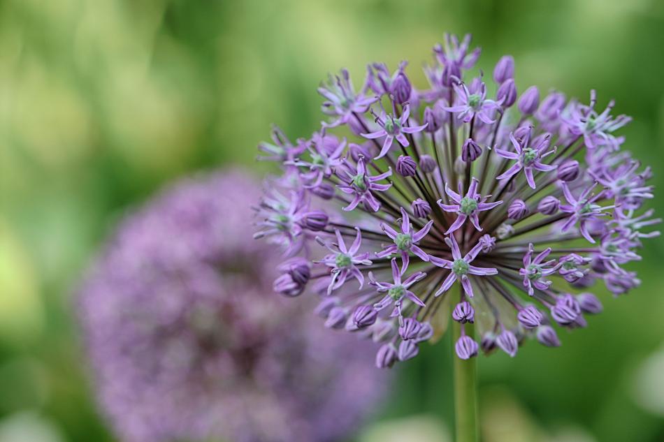 Flower Garden