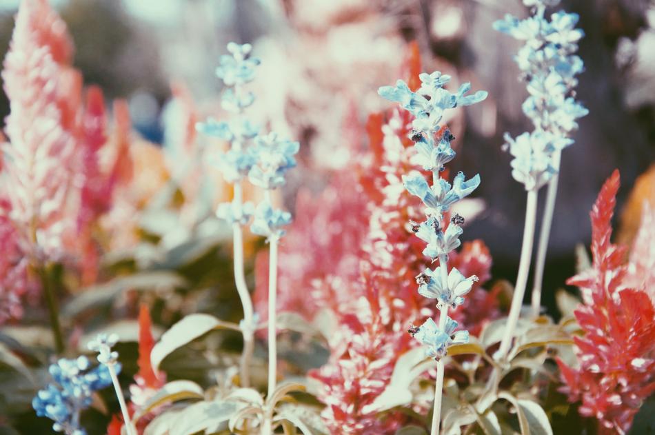 Flower Color Nature