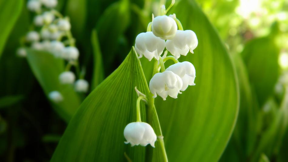 Lily Of The Valley White Flower
