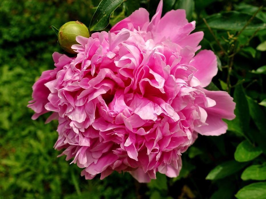 Peony Flower Pink