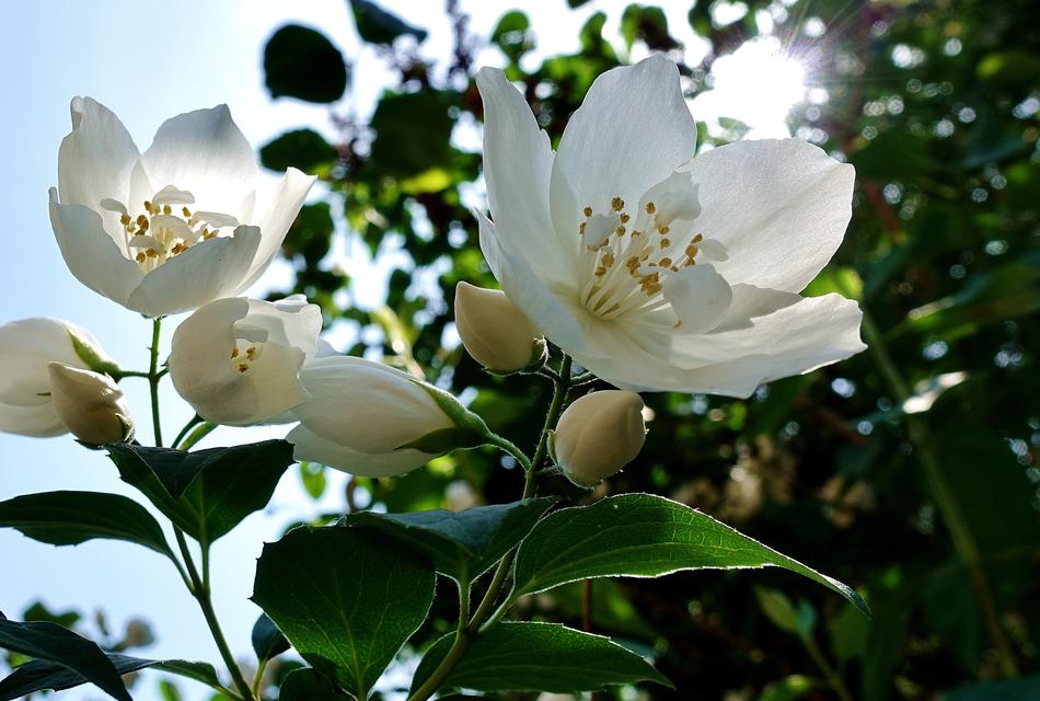 Flower White Jasmin