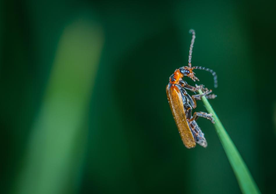 Insect Macro Blade Of Grass free image download