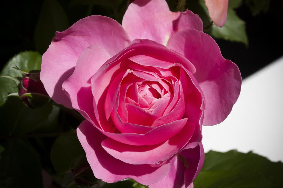 Rose Flower Nature