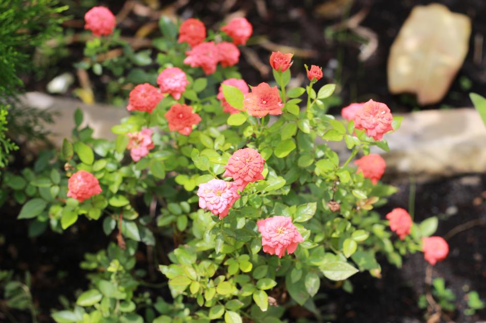 Roses Hong Billion I Flower