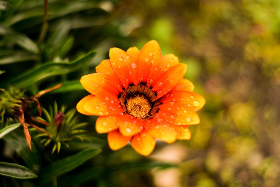 Beautiful Flower Nature Beauty