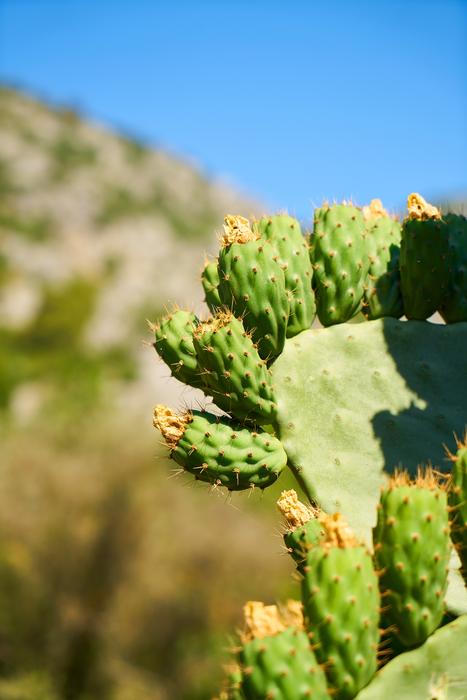 Cactus Hot Plant