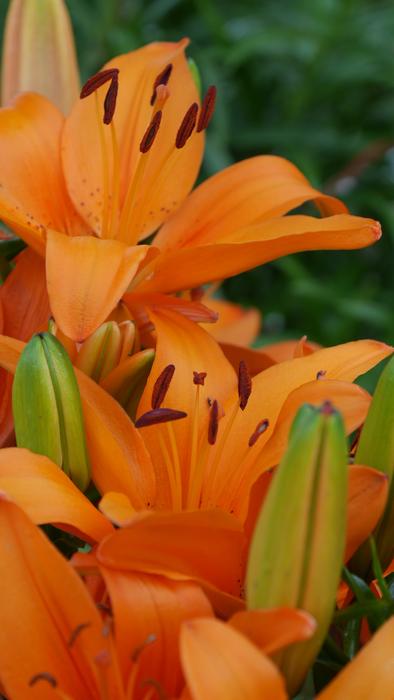 lily orange bud is beautiful