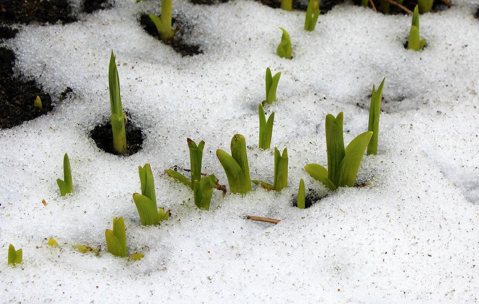 snowy ground in sprouts
