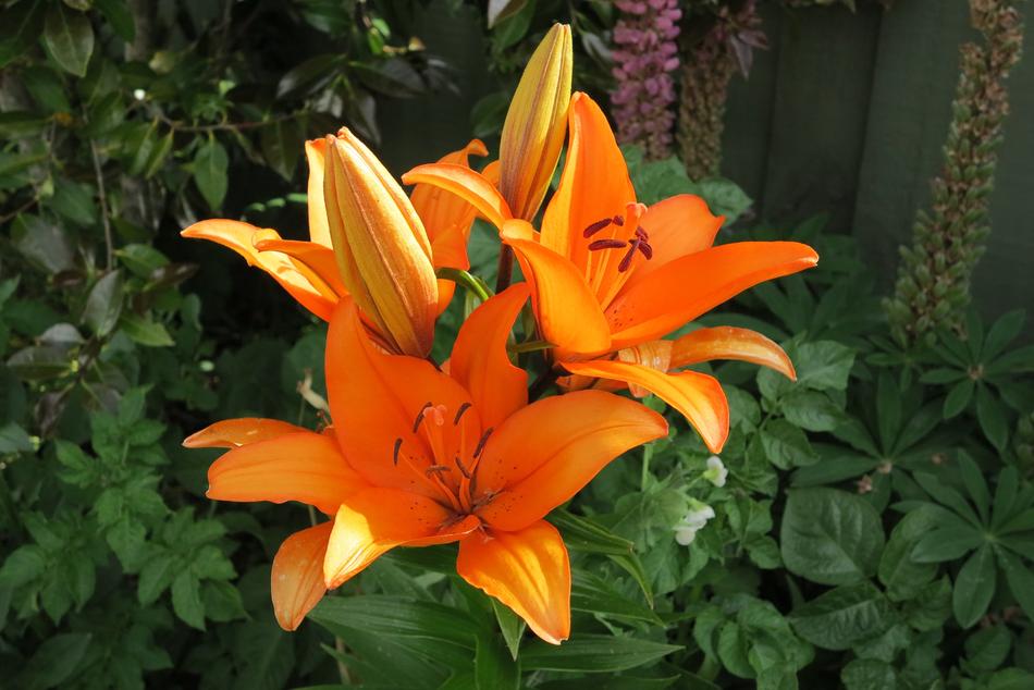 Flower Garden Flora
