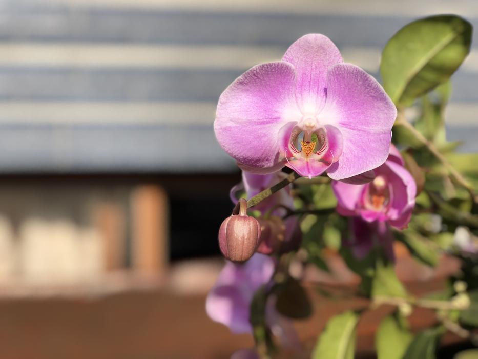 orchid pink branch flower