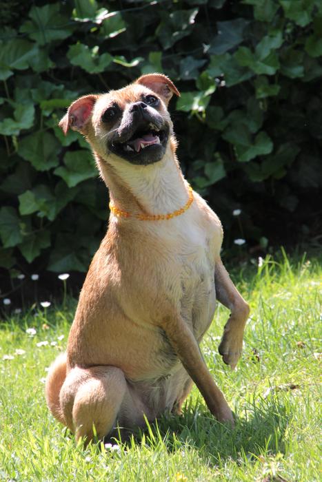 small mongrel Dog sits on lawn