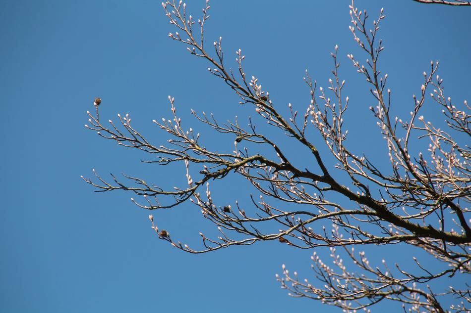 Bud Spring Chestnut