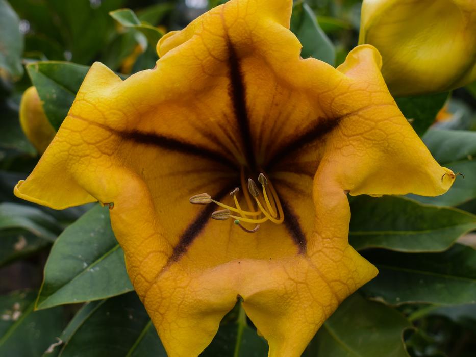 Flower Leaf Flora
