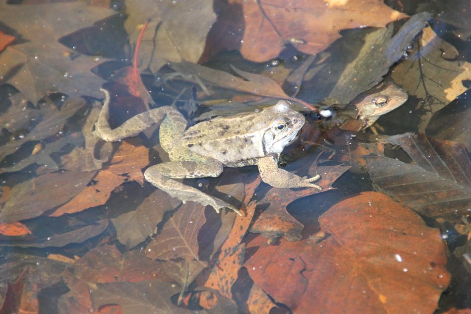 Frog Water Nature