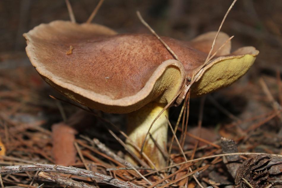 Nature Fungi