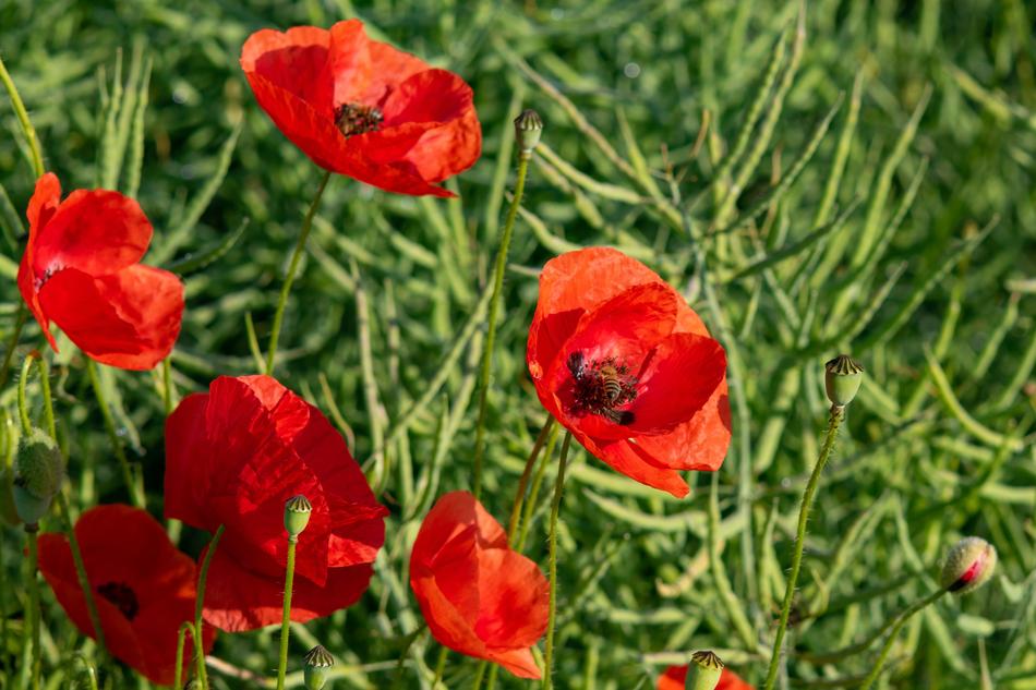 red poppies are fragrant