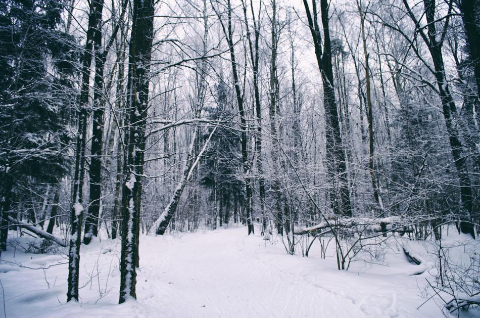 Snow Winter Wood
