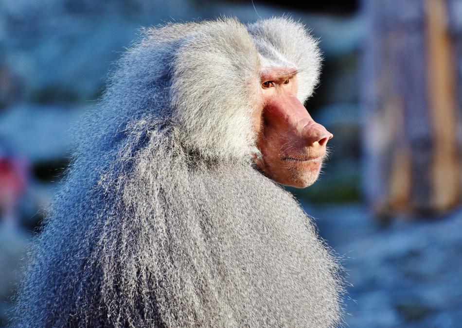 White baboon monkey