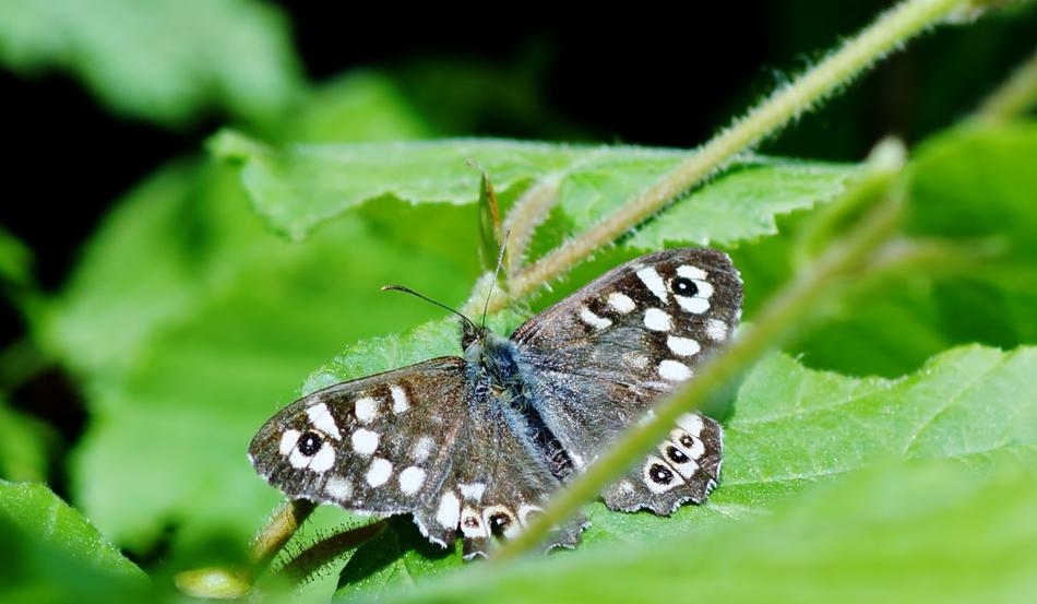 Nature Insect
