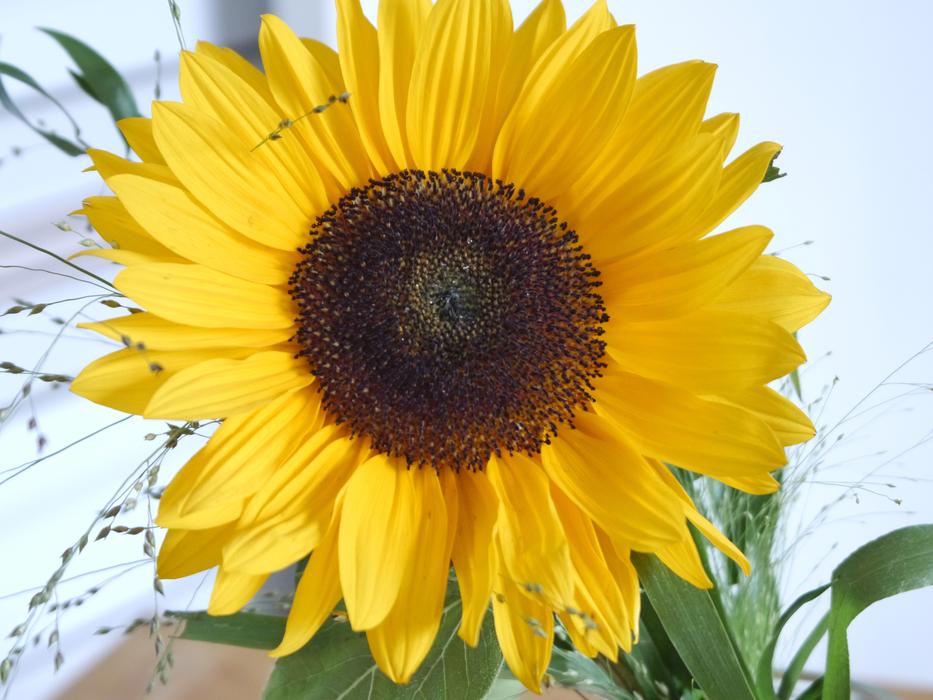 Plant Nature Flower