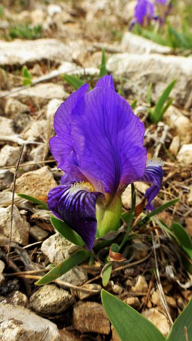 Nature Plant Flower